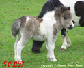 Shetland Pony Foal